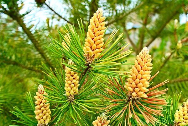 Downsides of the Pine Pollen There are no known downsides of pine pollen, but it is said that adolescents below age 20 should avoid using pine pollen due to their higher levels of hormones.