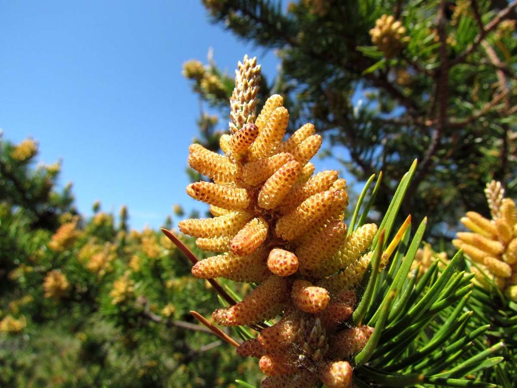 Pine pollen has been widely used all around the world for more than 2000 years and is associated with serious health benefits and lasting effects.