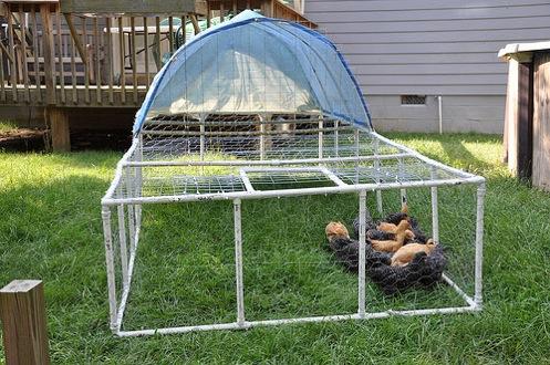 PVC Chicken Tractor A Light-weight Easily Assembled Alternative for Pastured Poultry Joshua and Lacy Razor - 2007 Need a chicken tractor that's light-weight, inexpensive, and easy to disassemble and