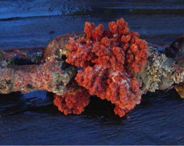 Case Study Severe Pitting Corrosion Investigation of FPU off tropical West Africa Pitting corrosion discovered in mooring chain 35% decrease in