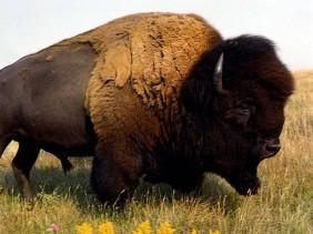 villages to hunt buffalo in the summer They lived in tepees as they followed