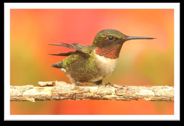 The miniature Bee Hummingbird is the smallest one. It grows to a miniscule size of only 2 inches long.