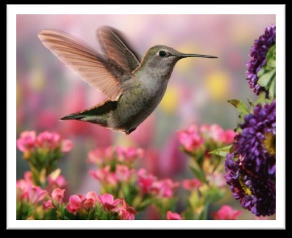 Hummingbirds use their long tongues to lap up nectar found in the center of flowers.