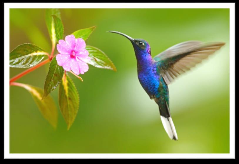 The pattern of movement their wings make when flying is in an oval. When they hover, their wings move in a figure-8 pattern. Bird Feeder Attract hummingbirds by setting out a bird feeder.