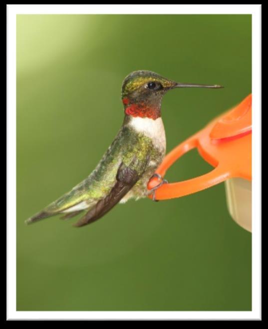 Be sure to hang it at least 5 feet off the ground to protect them from those kitty cats! Ruby-throated Hummingbird The ruby-throated hummingbird is a common species in North America.