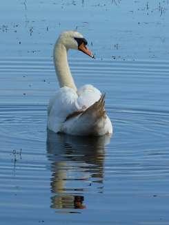 THE STATUS OF BIRDS AT LOCH SPYNIE (based on available information to the end of 2014) Mute Swan At least two pairs breed annually and there were four in 1999.