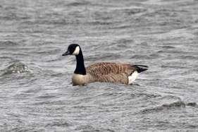 A few birds, of unknown origin, are sometimes seen around the loch in summer e.g. 3 in July 1992, 2 in June 1993, 3 in June-July 1999 and 1 in June 2006. White-fronted Goose A scarce species in Moray.