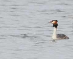 Little Grebe 19/4/13 (AB) Great Crested Grebe Single pairs have bred in 1913-1929, 1954-1956, 1984-1987 and 1990-1998.