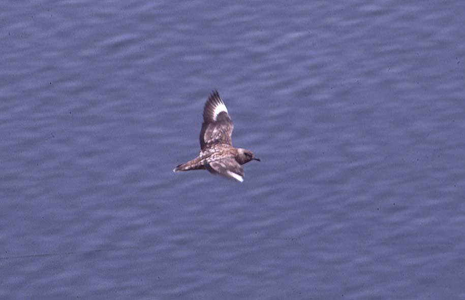 Great skua S. skua Two observations: on the 6 th in Bjørndalen 4+1 flying east along the south coast of Isfjorden.