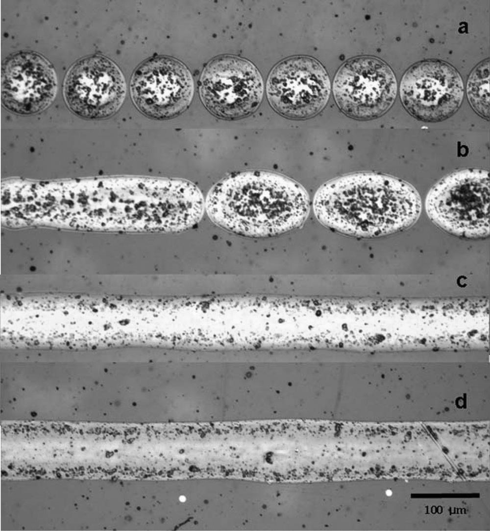 50=[342] D. Kim et al. FIGURE 3 Optical microscopic images of the printed patterns using nanoparticle silver ink: inter-dot spacing of (a) 100 mm, (b) 80 mm, (c) 60 mm and (d) 50 mm.