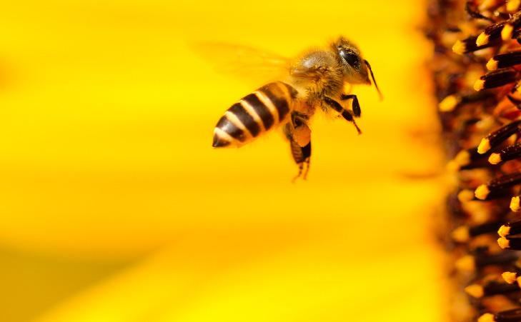 COLLONY COLAPSE The reasons why the bees are dying at a massive scale are not really known but we do know that pathogens, pesticides and parasites have their contribution to the phenomenon.