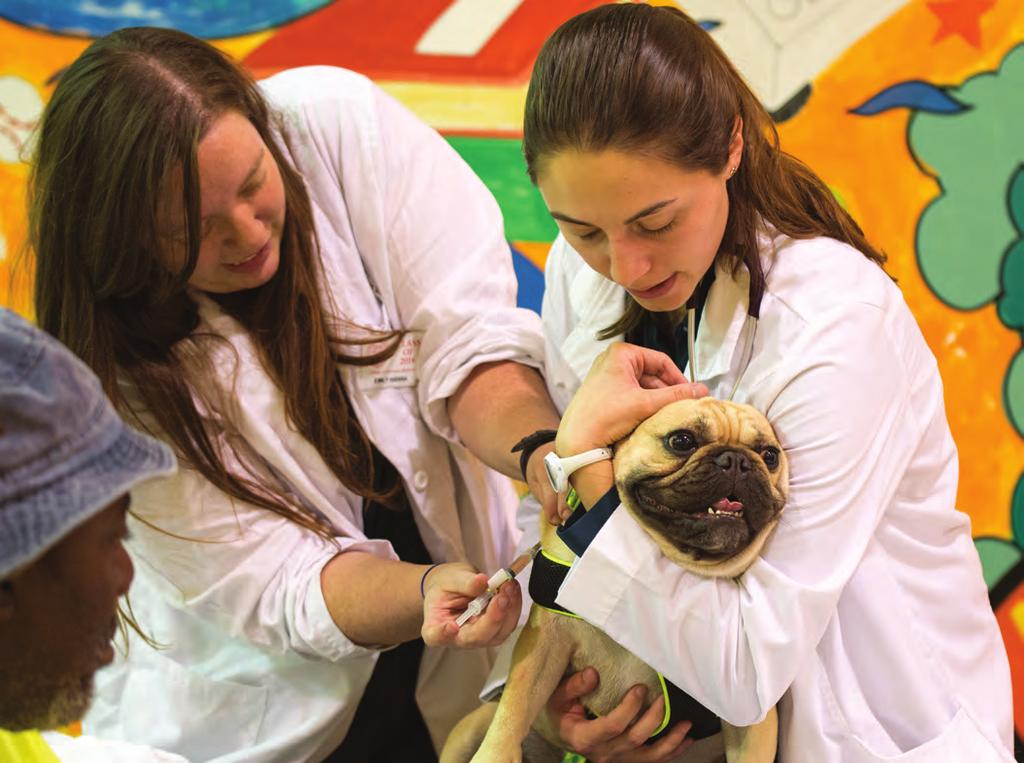CURRENTS PET PROJECT For two decades, Ithacans have flocked to the Vet college s low-cost clinic There s a French bulldog named Bo, a Manx cat named Sweet Pea, and a mixed-breed pooch named
