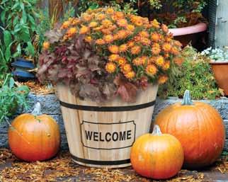 Timber Cranberry Stripe Welcome acorn size