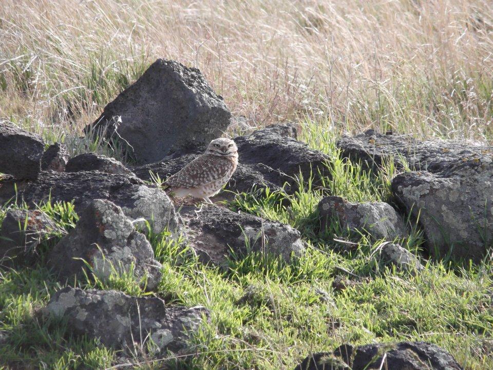 of 2012 Breeding Season Surveys for Burrowing Owls along established Point-Count Routes within the BLM Shoshone Field Office Prepared By: Jessica Pollock and Jay Carlisle Idaho Bird Observatory,