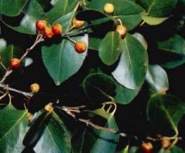distribution-guam and Rota. Host plants Maytenus thompsoni (Chammorro Lulujut).