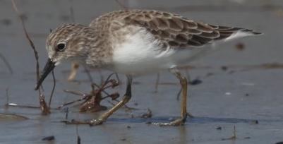 SANDPIPER - Clean white throat and chest - Black legs - Often lifts head above
