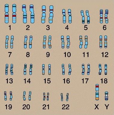 DNA 101: Chromosome Pairs Pairs 1 to 22 are autosomes