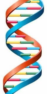 DNA 101: Base Pairs Bases of nucleic acids: adenine (A) thymine