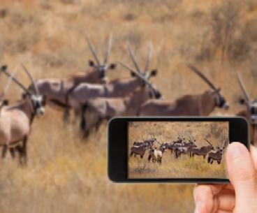 by removing location details The posting of rhino sightings is blocked