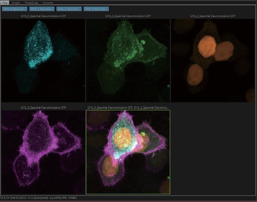 Live blind unmixing of CFP (endosomes, blue), mametrine (plasma membrane, green), mko (nucleus, orange) and mkeima (F-actin, purple) during time-lapse imaging. Image data courtesy of Dr.