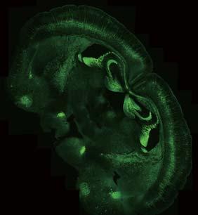 research demands the flexibility to image small organisms at the macro