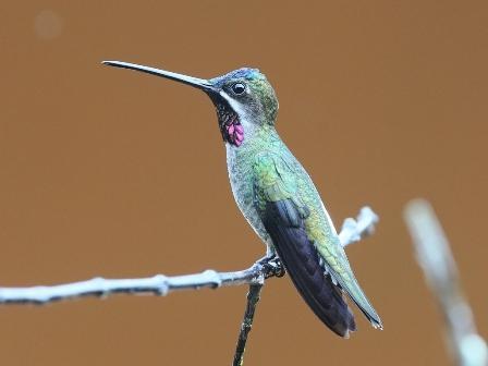 We heard Scaly-breasted Wren, White-breasted Wood-wren and Forest Eleania as well. New hummingbird species included a female Violet-crowned Woodnymph and a female Violet-bellied Hummingbird.