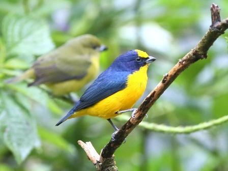 Yellow-throated Euphonia Clay-colored Thrush pale form Highlights - birding at word famous sites such as rainforests of Pipeline Road & Ammo Ponds, Canopy Tower at