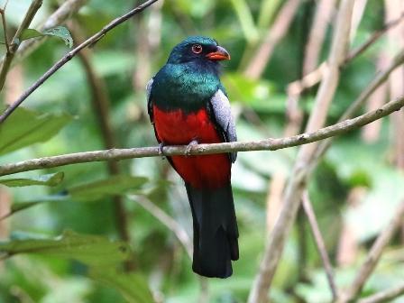 Slaty-tailed Trogon male and female 2nd day - 6 th November, 2016 We did everything exactly to our plan, so we went on a pre-breakfast walk till the Gamboa Resort and to the surroundings of the