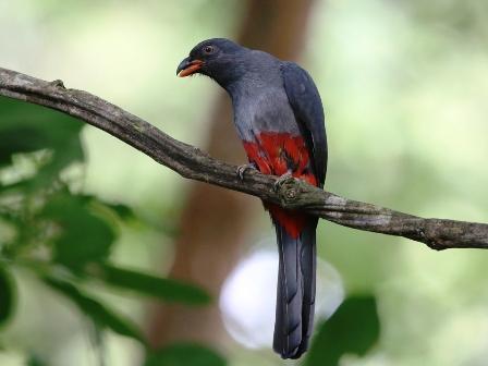 The garden feeder at the BB was full with Green and Red-Legged Honeycreepers, Red- Crown Woodpeckers and several colourful Tanagers, like Crimson-backed, Palm, Blue- Grey and Plain-coloured