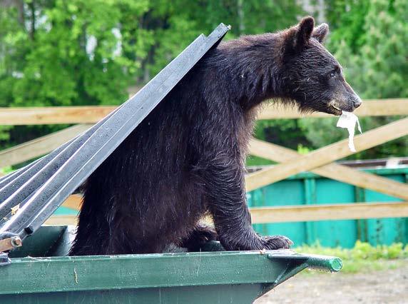 DON T FEED BEARS! Since 2006, it has been illegal to feed black bears in New Hampshire, either intentionally or not (Fis 310.01).