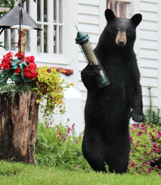 BEAR POPULATIONS AND COMPLAINTS STATEWIDE New Hampshire s bear population has grown from 3,000 to an estimated 5,300 over the last two decades.
