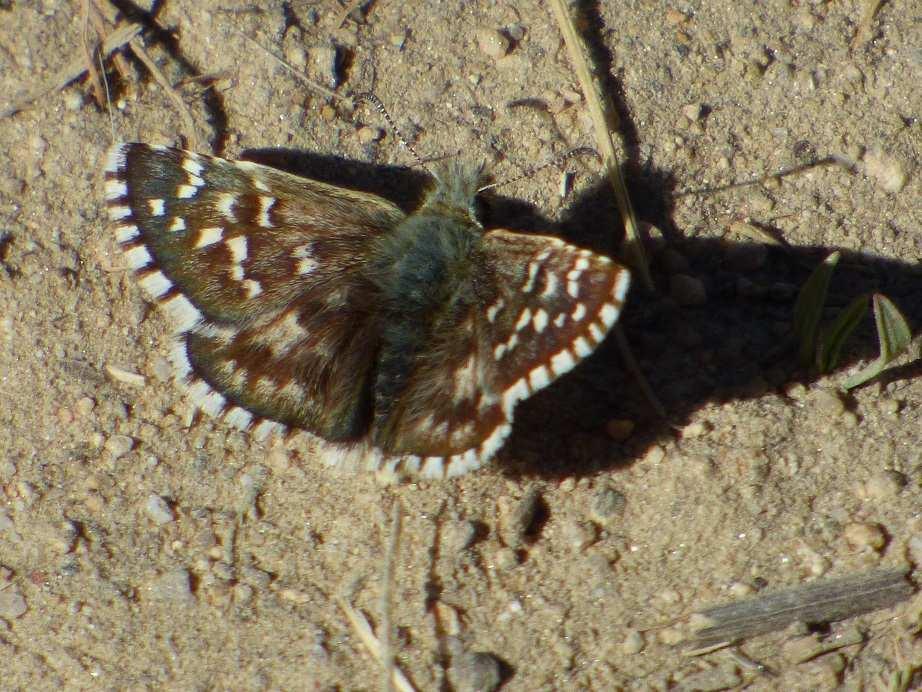 Oberthür s Grizzled Skipper We stopped for coffee at the