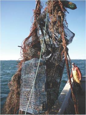 Project Three: PPGIS Mapping of Marine Debris Photo: Hauling up a big snarl, photo courtesy of Fundy North Fishermen s Association This project utilizes participatory GIS to map stakeholder knowledge