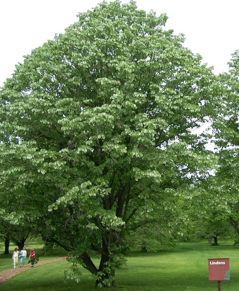 Linden Tree King Matthias s Linden Tree planted in 1301 Basswood grows throughout the temperate part of the Northern Hemisphere in