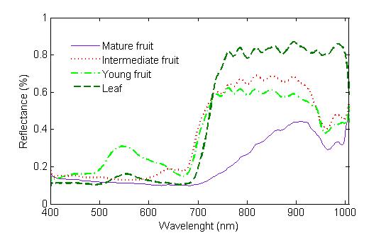 chlorophyll. Figure 4. Spectra of the blueberry fruit growth stages and leaf as background.