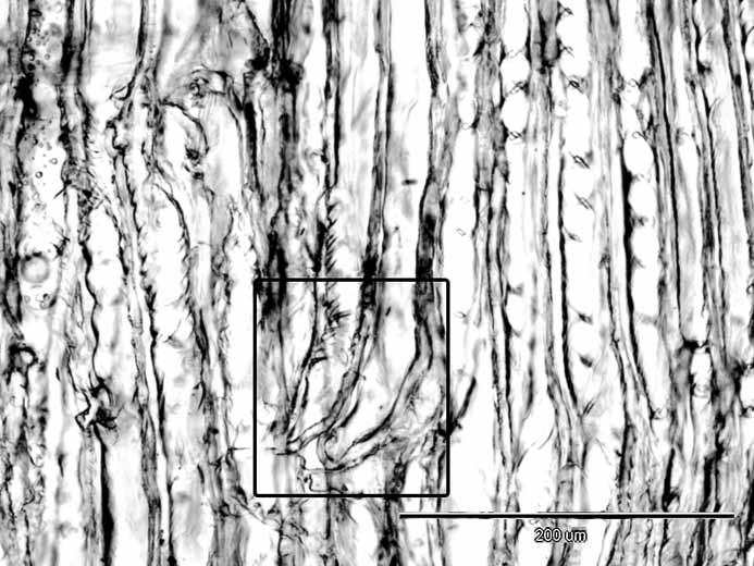 Visible regular rows of rectangular-shaped tracheids, no intercellular spaces A structural analysis of wood on both sides of the pith showed traits characteristic of NW, that is, rectangular,