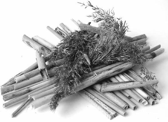 3. Pilliroo omadused ja vääristamine kütuseks Looduslike märgalataimede biomassi kütuseks kasutamiseks kasvab palju vähem kui näiteks metsadest saadavat kütteks sobivat puitu või põldudel