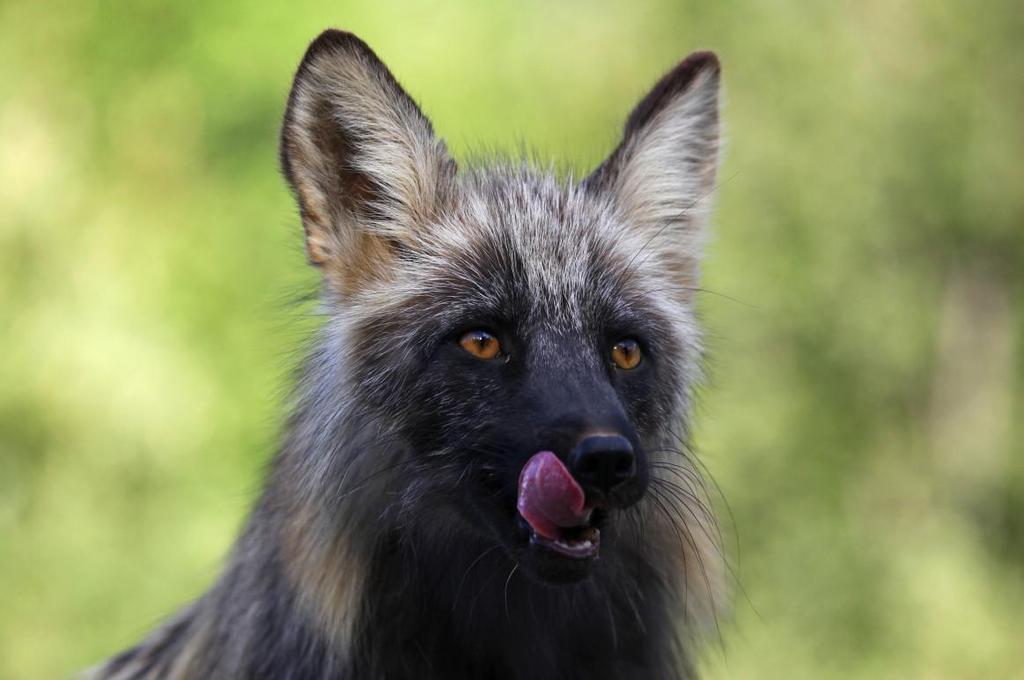 YUKON & NORTHERN BC May 28 - June 7, 2015 Red Fox (cross form) - Dempster Hwy, Yukon GENERAL INFORMATION: GROUP SIZE: The group is limited to 7 participants.