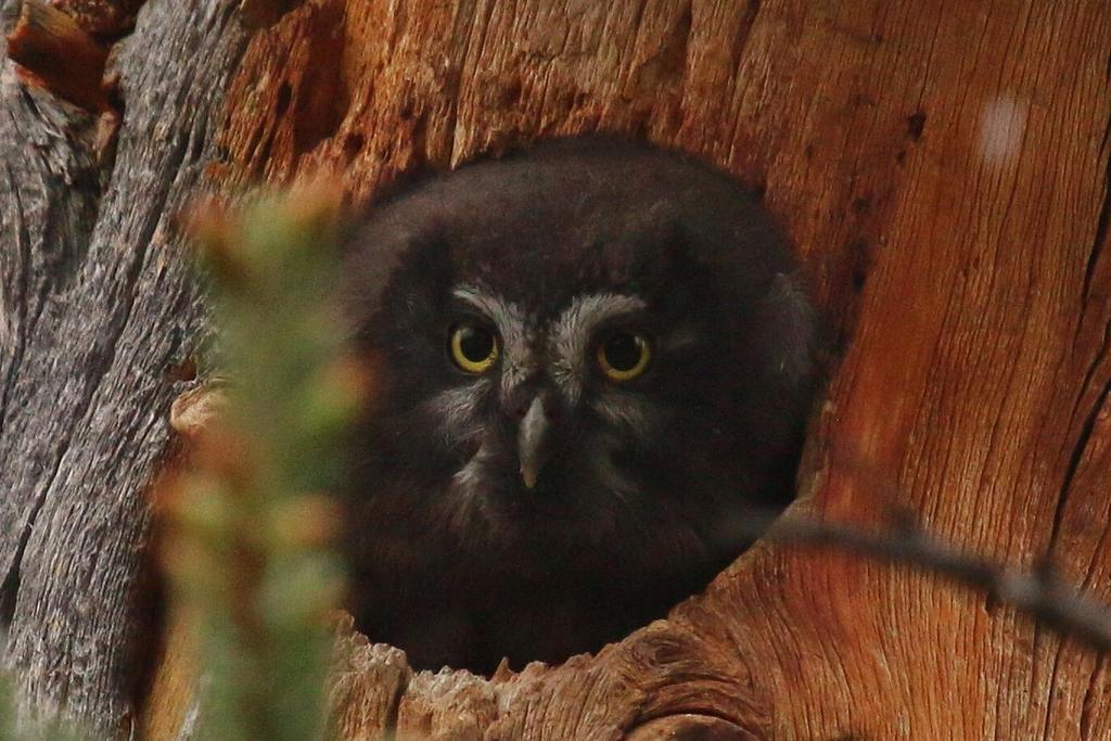 Boreal Owlet at nest - Whitehorse May 31 Day 4 WHITEHORSE AREA At around 23,000 people Whitehorse is by far the largest community in the Yukon.