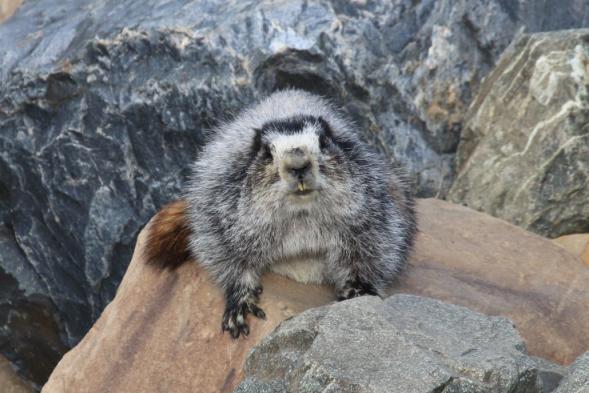 L-R Hoary Marmot, Long-tailed Jaeger, Grizzly Bear, Red-throated Loon -