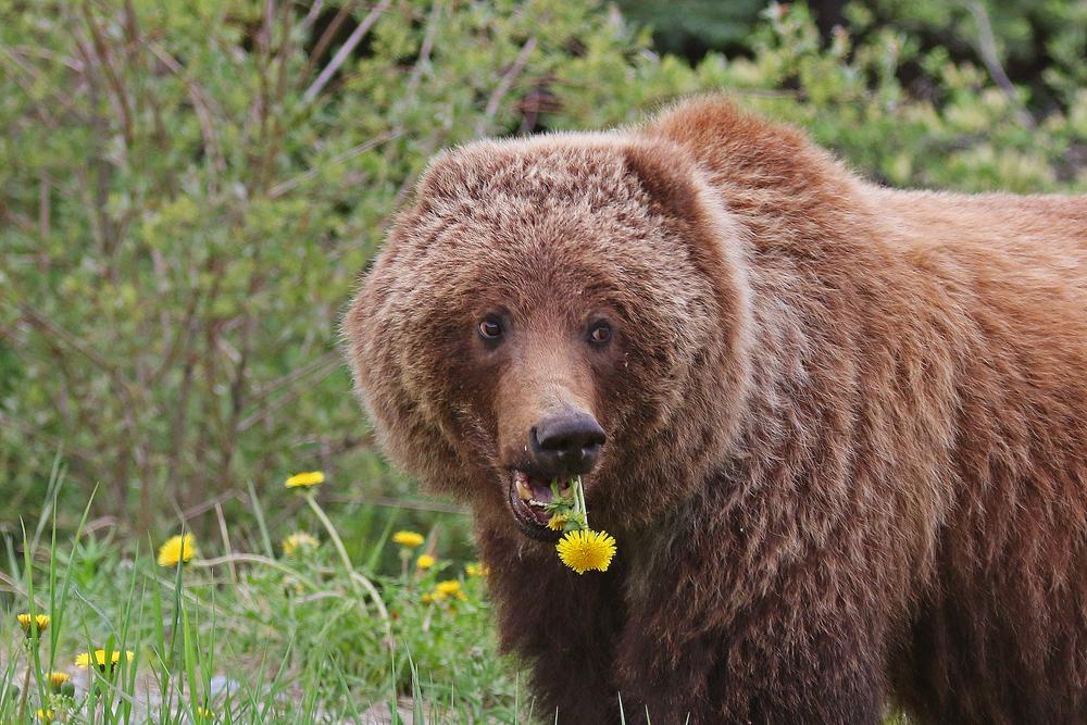 Spring is a prime time for bear activity and we will almost certainly see a number of bears. While bears are generally wary of people, we will use caution in all bear and large mammal interactions.