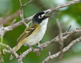 Explore one of America s best birding destinations on this top-rated Texas Hill Country Birding and Nature tour.