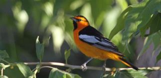 We settle in, unpack once, and turn our focus to the Hill Country s natural wonders. Neal s grounds host birds from the Eastern and Western U.S., as well as the Lower Rio Grande Valley.