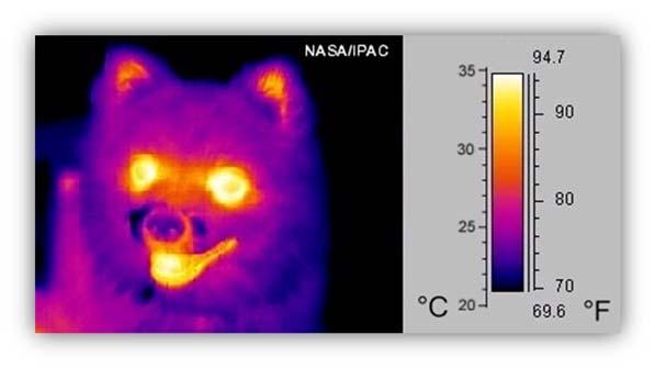A thermo graphic image of a dog 4.4.4 Other imaging In infrared photography, infrared filters are used to capture the near infrared spectrum. Digital cameras often use infrared blockers.