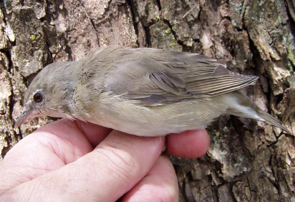 22 Quick identification. 1. Lack of any distinct characteristics. 2. Inside of mouth pinkish. 3. More plump than other warblers, especially just before migration. Moult.