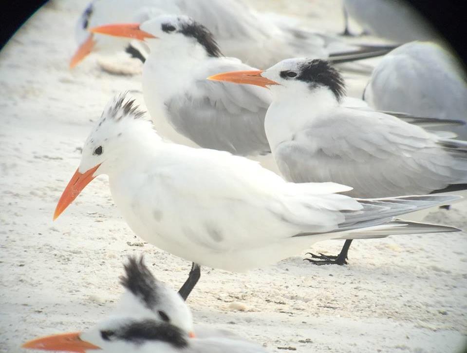 County on February 6 th (Photo by Adam DiNuovo). Thanks for your continued support of shorebird and seabird conservation efforts!