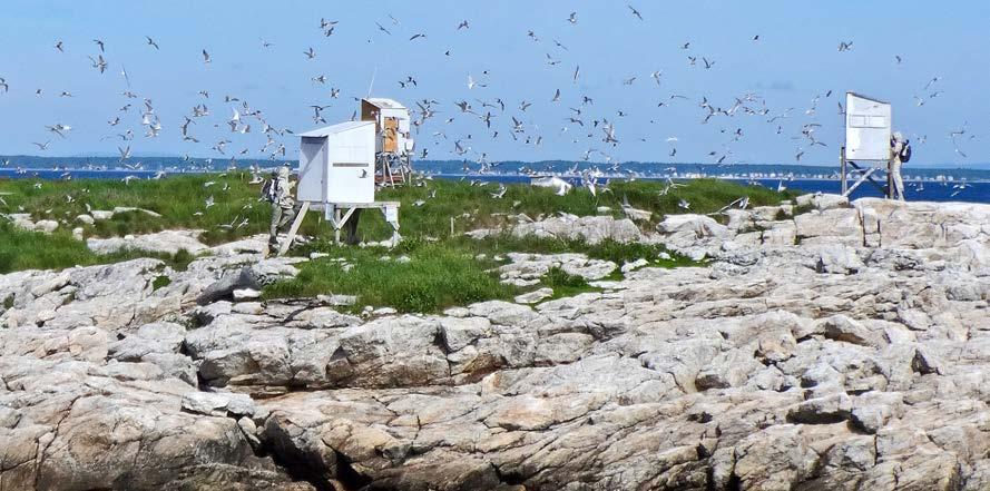 Shoals, little is known about other factors that limit tern populations locally and throughout the region.