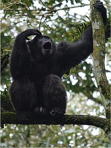 13 species seen on this tour with Eastern Gorilla and Chimpanzee obviously at the top of the list!