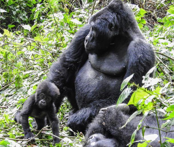 beringei bwindi. It has been claimed that these are not mountain gorillas at all on morphological and ecological grounds.