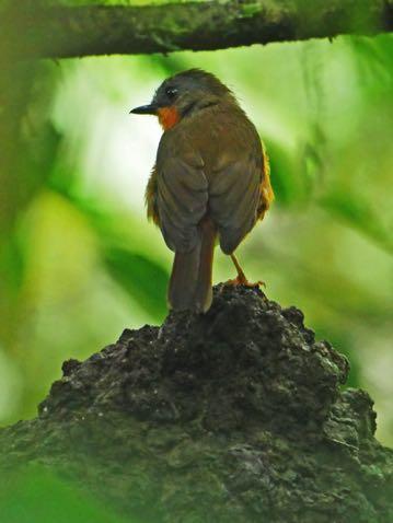 A displaying Highland Rush Warbler (recently split from Little Rush Warbler) showed well en route whilst the amazing cries of Tropical Boubous echoed through the cultivated valleys and